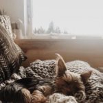 17-Airstream_Blog_National-Pet-Day_img-3-1