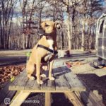 17-Airstream_Blog_National-Pet-Day_img-4-1