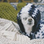 17-Airstream_Blog_National-Pet-Day_img-5-1