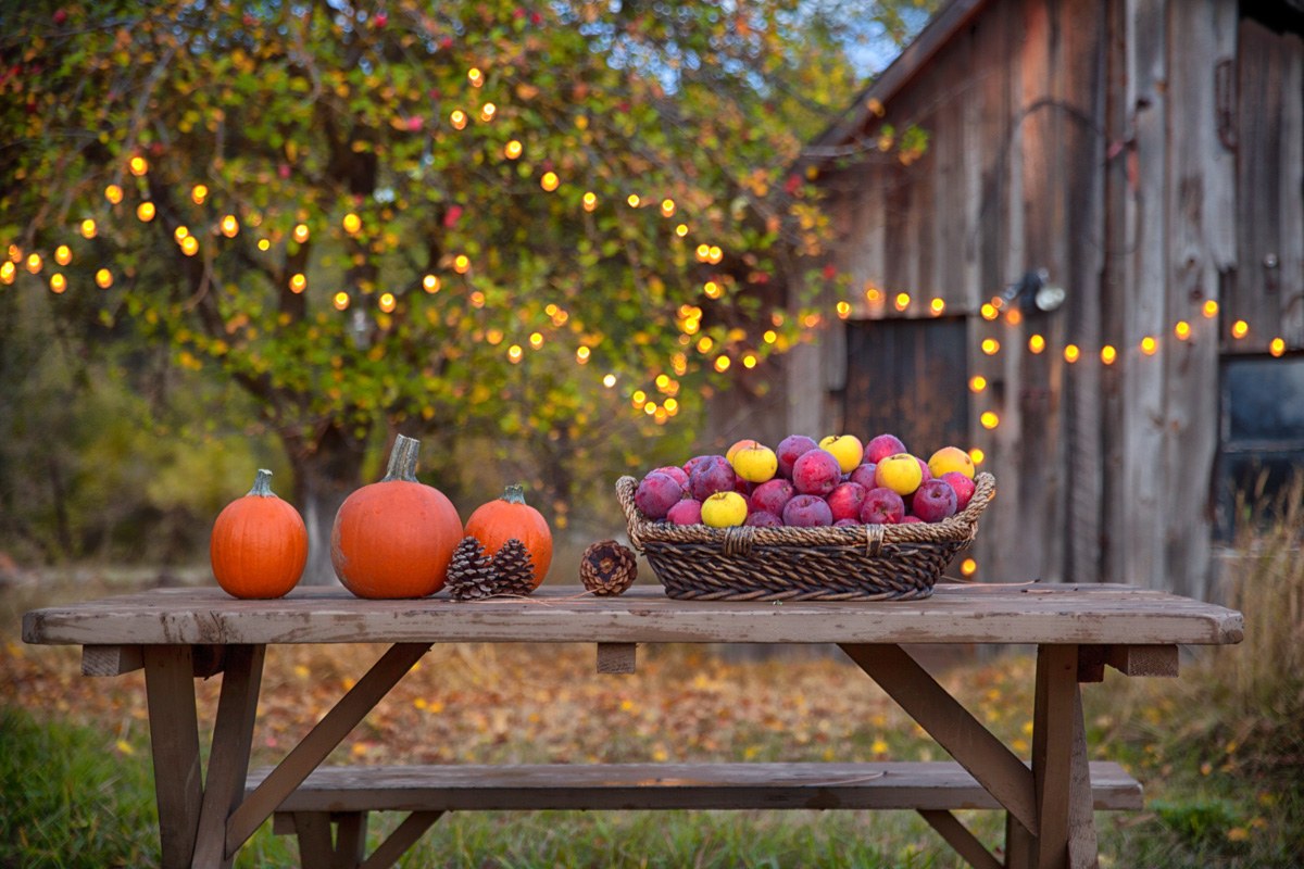 Airstream Thanksgiving pumpkins country scene trees and lighting