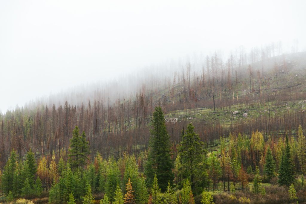 Image: Airstream_LauraAustin_4742-1024x682.jpg