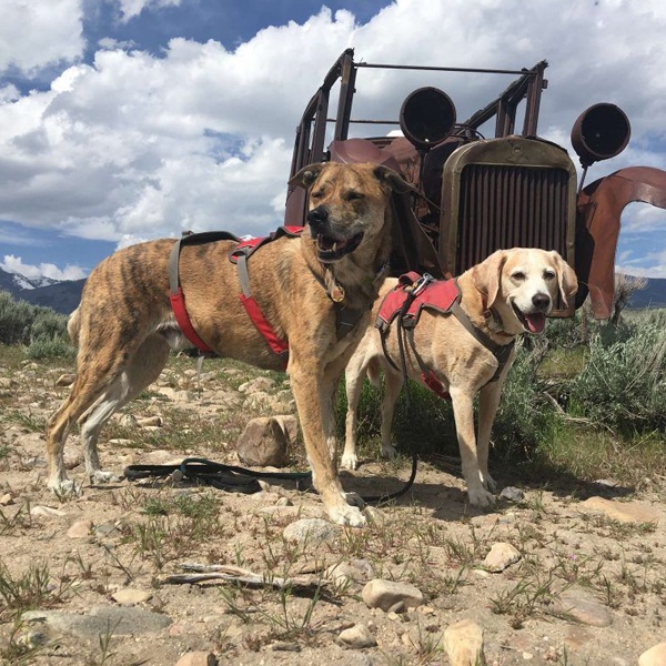 Lifestyle-TravelingDogs