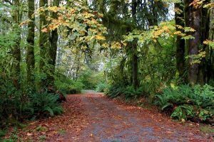 minnie-peterson-campground-2