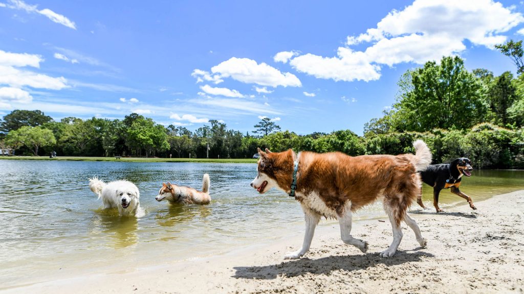 Paradox-of-Posessions-dogs