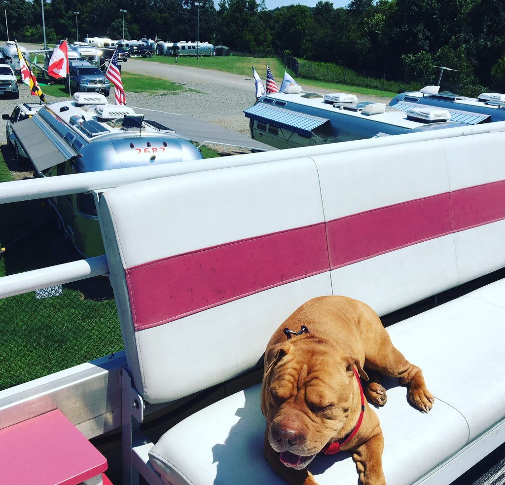 Airstream-SkyDeck-Dog-Max