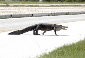 Kennedy-Space-Center-Alligator