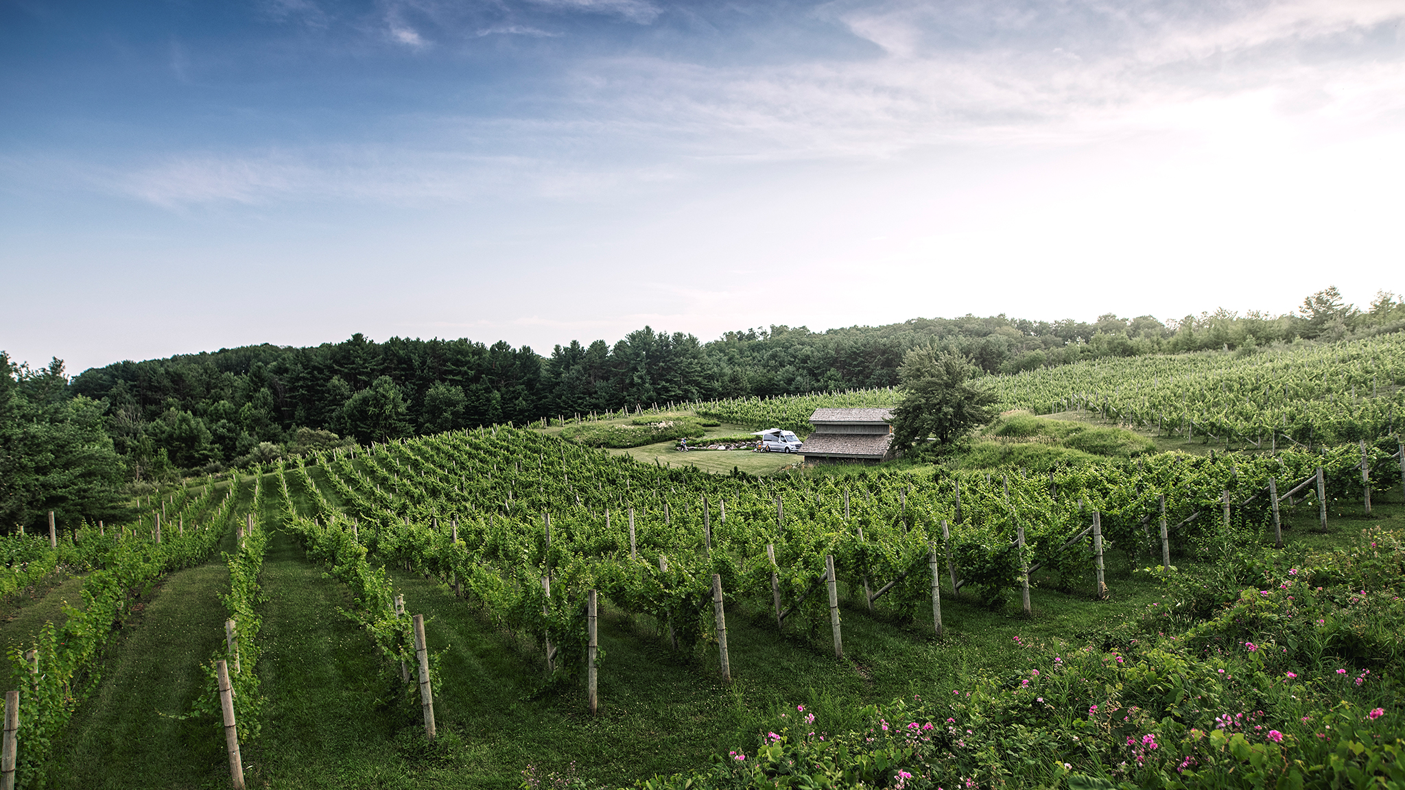 Interstate Nineteen Vineyard Landscape