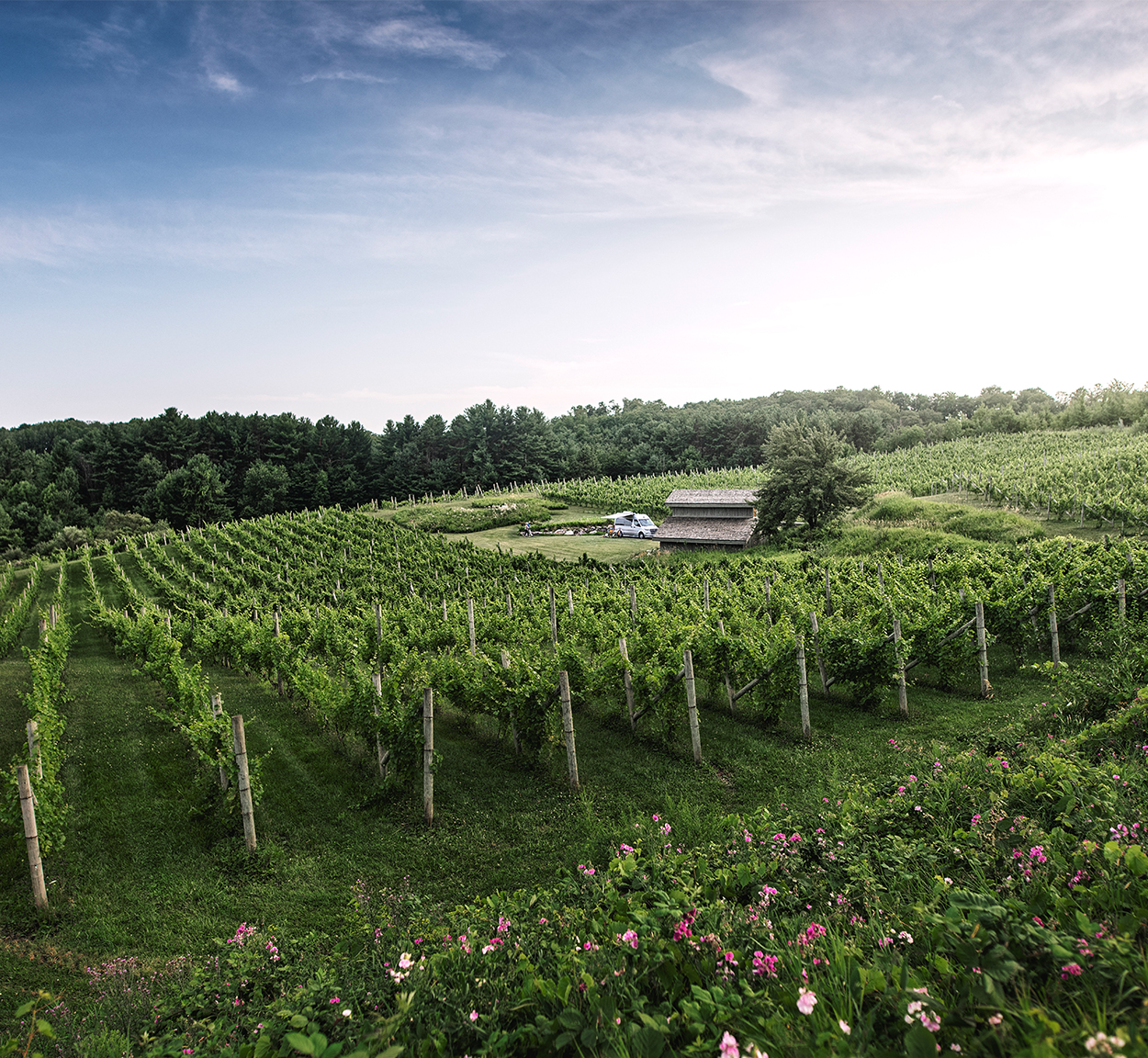 Interstate Nineteen Vineyard Landscape