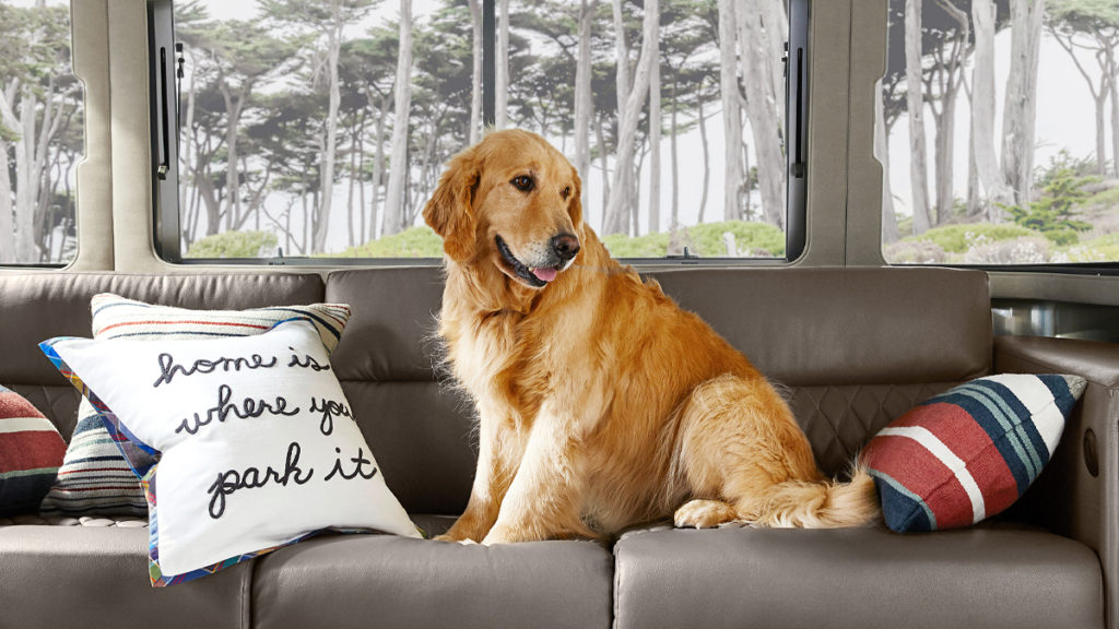 AIRxPotteryBarn-5050Split-DogWPillows