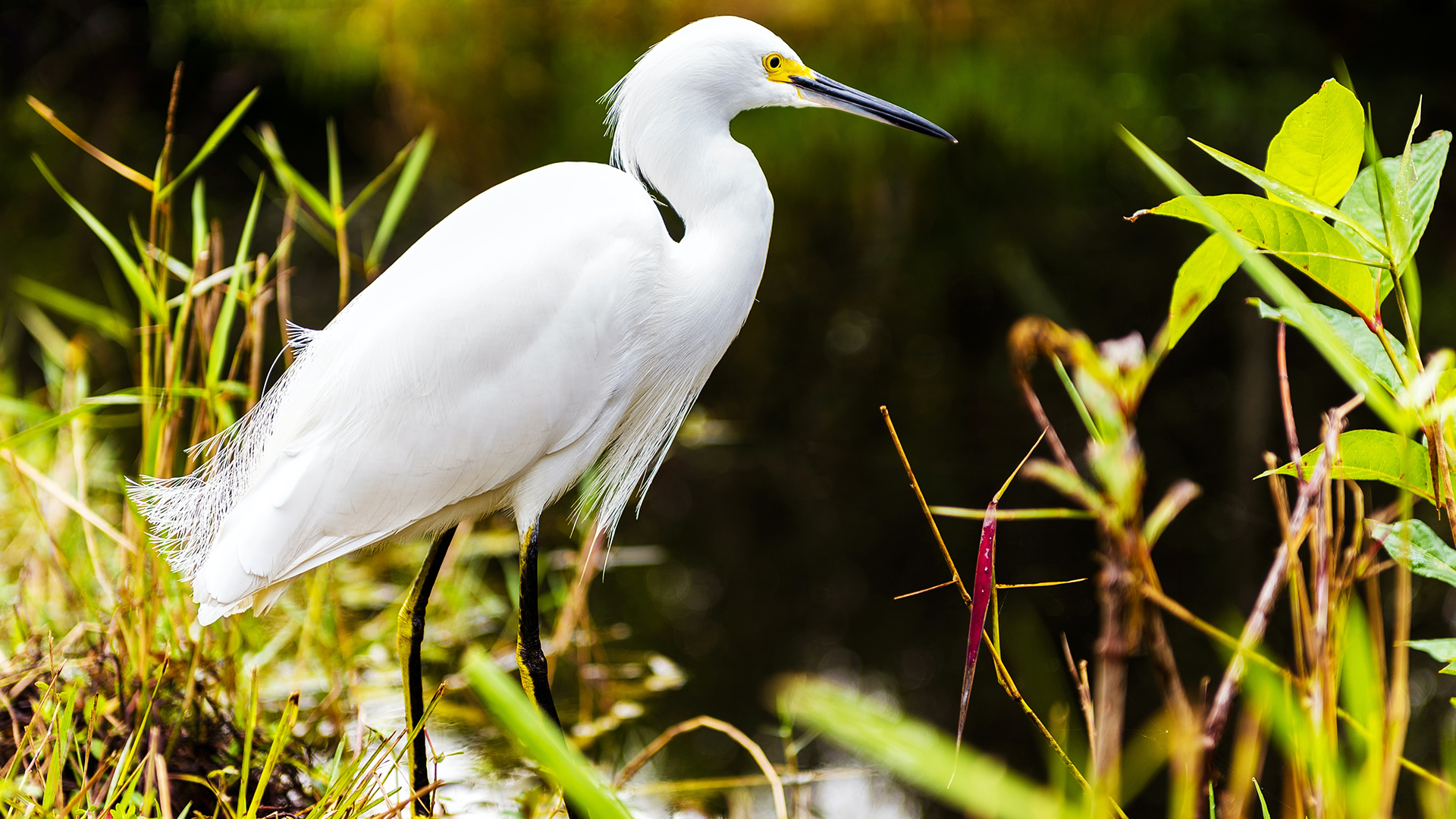 Airstream-Portable-Parks-Everglades-NP-Bird
