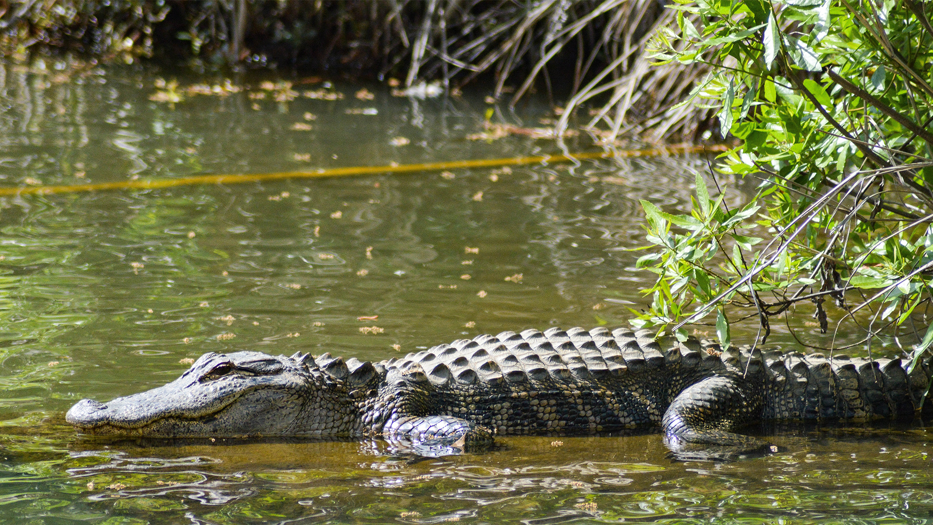 Airstream-Portable-Parks-Everglades-National-Park-Gator