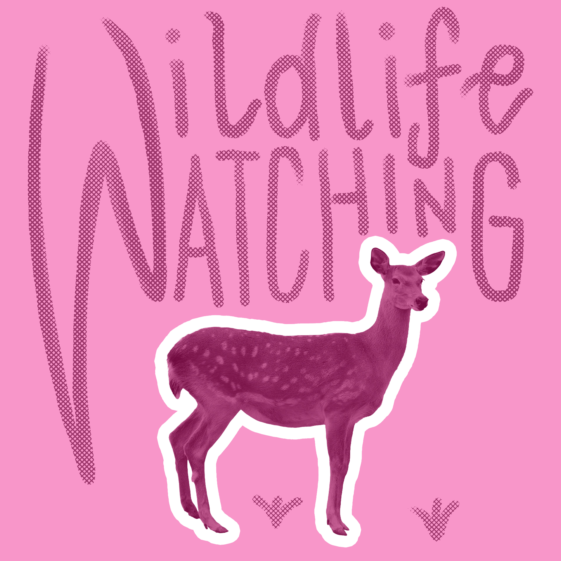 Wildlife Watching