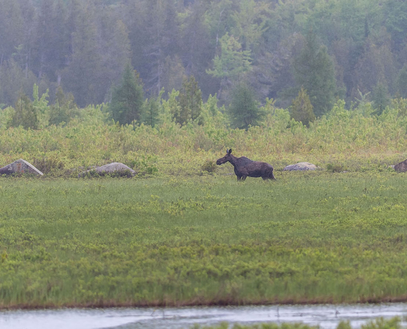 airstream-interstate-19-best-in-class-guide-maria-kacavas-13-Moose