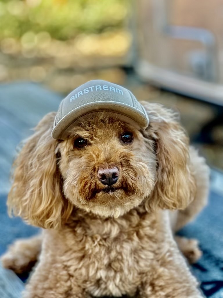 Dog wearing an Airstream Supply Company Hat