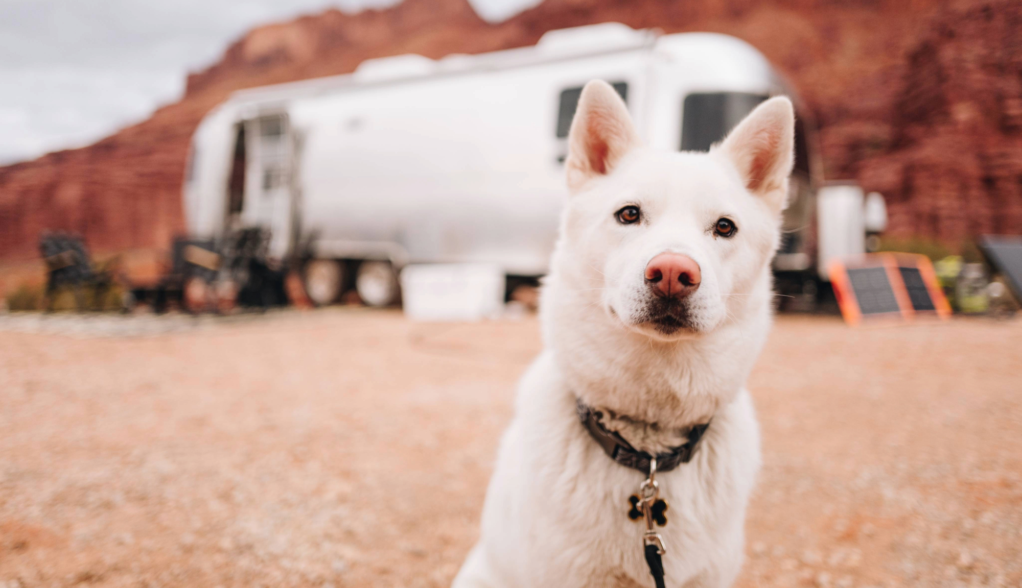 Airstream Travel Trailer Dog