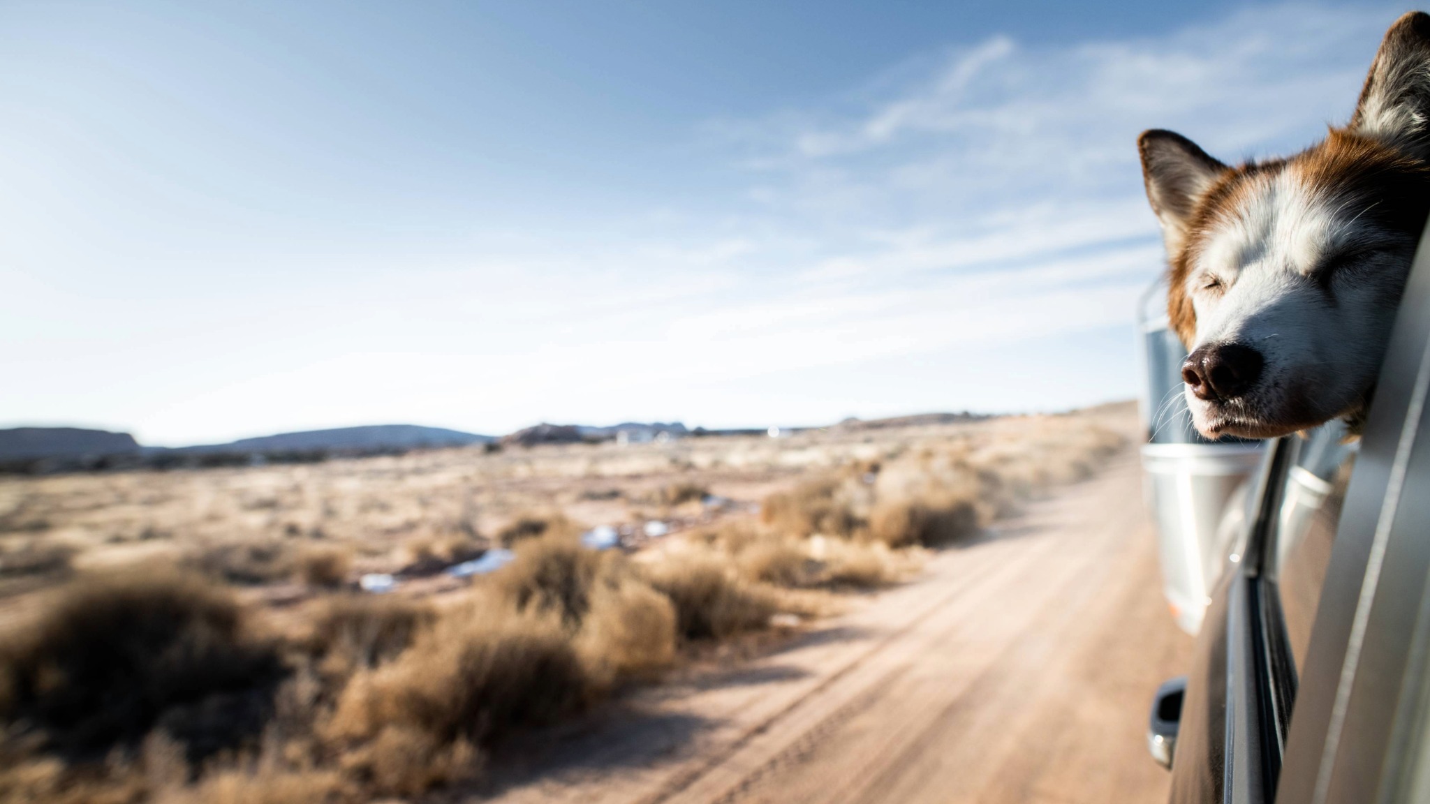 Airstream Dog Traveling on the road