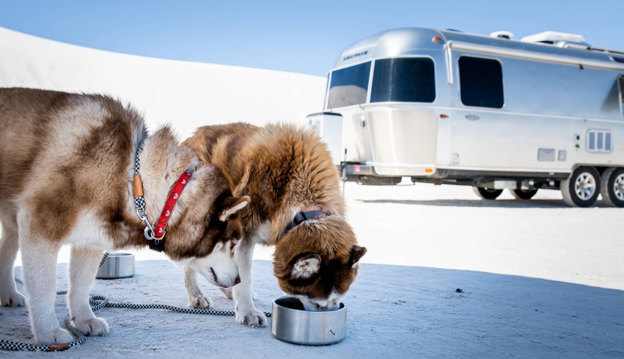 Airstream pets eating out of Airstream Supply Company Stainless Steel Dog Bowl
