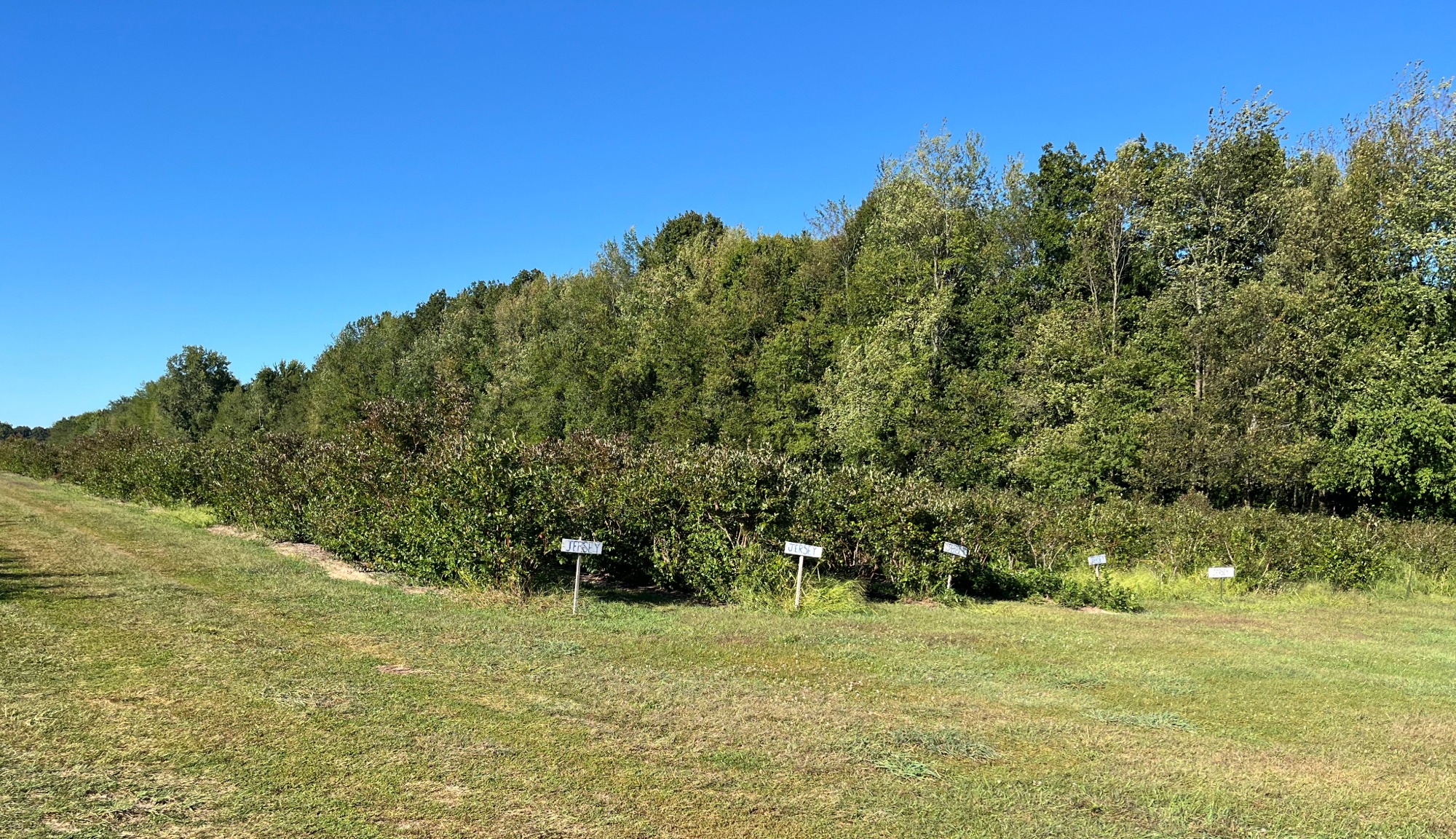 Blueberry farm from Bruce and Dawn Cordray Trade Wind travels 