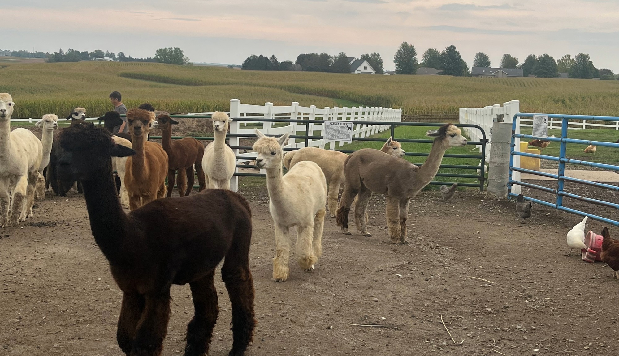 An Alpaca Farm Bruce and Dawn Cordray visted on their Airstream Trade Wind travels 