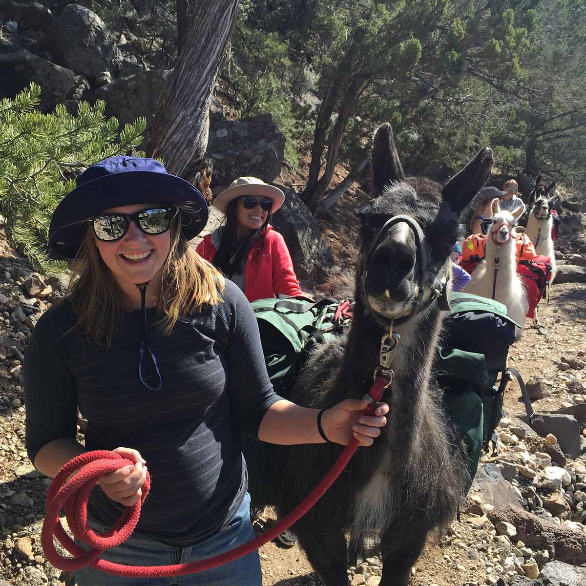 Camp Airstream Alpacas 1200x1200 Desktop